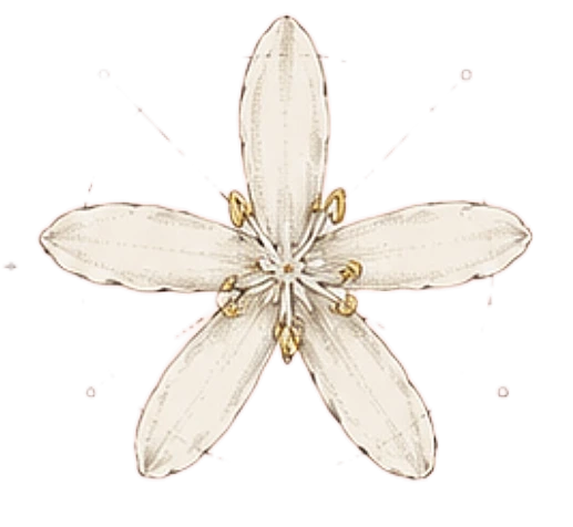 Coffee flower, face view