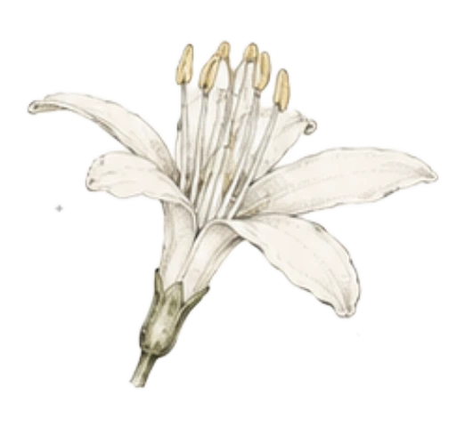 Coffee flower, three-quarter view with anthers