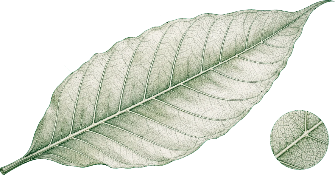 P-26-LEA-02 · Leaf venation